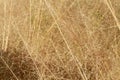 Brown plant leaves background in a in a garden with flower