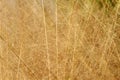 Brown plant leaves background in a in a garden with flower