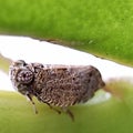 Brown planthopper, Thabena Brunnifrons specie Royalty Free Stock Photo