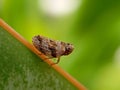 Brown planthopper & x28;Nilaparvata lugens& x29; is one of the rice pests. Royalty Free Stock Photo