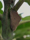 Brown planthoppers are hiding in tree branches from predators.