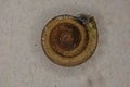 brown plate snail with texturebrown plate snail with texture Royalty Free Stock Photo