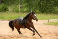 Brown playful horse galloping on the line