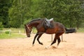 Brown playful horse galloping on the line