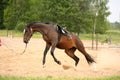 Brown playful latvian breed horse bucking and trying to get rid