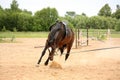 Brown playful latvian breed horse bucking and trying to get rid