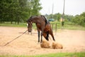 Brown playful latvian breed horse bucking and trying to get rid