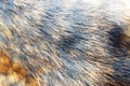 Brown plus black pattern fur hair texture of dog Royalty Free Stock Photo