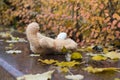 Brown plush teddy bear lost on a wet marble stone