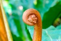 Brown pod of a large leaf of a tropical fern unfolding close up Royalty Free Stock Photo
