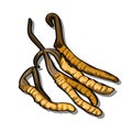 Brown pods isolated on a white background. Vector illustration.