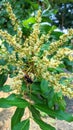 brown poisonous wasp sucking honey on longan flower