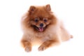 Brown pomeranian dog, cute pet