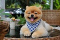 Brown pomeranian dog happy smile