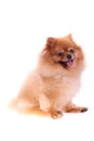 Brown pomeranian dog isolated