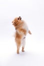 Brown pomeranian dog on white background. Royalty Free Stock Photo