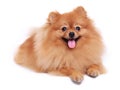 Brown pomeranian dog