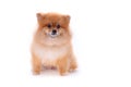 Brown pomeranian dog on white background, cute pet Royalty Free Stock Photo