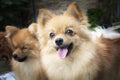 Brown Pomeranian dogs