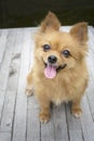 Brown Pomeranian dogs