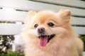 Brown pomeranian face with long pink tongue