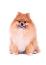 Brown pomeranian grooming dog on white backgr