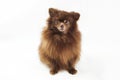 Brown Pomeranian Spitz dog isolated on white background, cute chocolate brownish Spitz puppy Royalty Free Stock Photo
