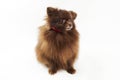 Brown Pomeranian Spitz dog isolated on white background, cute chocolate brownish Spitz puppy Royalty Free Stock Photo