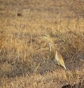 Brown pond heron bird and habitat