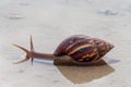 Brown pond snail crawling in the water Royalty Free Stock Photo
