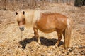 Brown pony Royalty Free Stock Photo