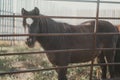 Brown pony behind a fence on a farm Royalty Free Stock Photo