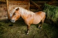 A brown pony with a blonde mane standing in a barn stall