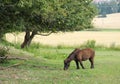 Brown pony