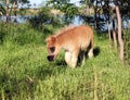 Brown pony foal farm scene