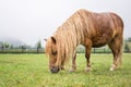 Brown pony grazing Royalty Free Stock Photo