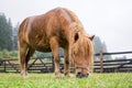 Brown pony grazing Royalty Free Stock Photo