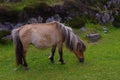 Brown pony grazing daisies