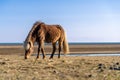 Brown pony grazing in a dry field Royalty Free Stock Photo