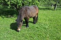 Brown pony grazing in the garden Royalty Free Stock Photo