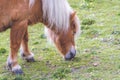 Brown pony grazing on a meadow Royalty Free Stock Photo