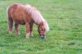 Brown pony grazing on a meadow Royalty Free Stock Photo