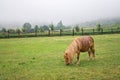 Brown pony grazing Royalty Free Stock Photo