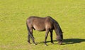 Brown pony grazing in the paddock Royalty Free Stock Photo