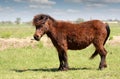 Brown pony horse Royalty Free Stock Photo