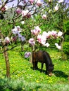 Brown pony horse