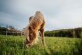 Brown pony horse in a meadow Royalty Free Stock Photo