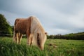 Brown pony horse in a meadow Royalty Free Stock Photo