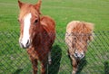 Brown pony horses on green grass near the fence