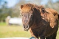 brown pony and miniature horse close up in a field in australia Royalty Free Stock Photo